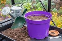 Pot avec compost, graines et étiquette - prêt à semer la ciboulette à hiverner en serre