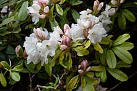 Rhododendron 'Decorum'
