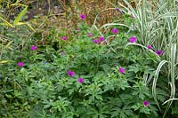 Geranium psilostemon 'Bressingham Flair' à côté de l'herbe ornementale panachée