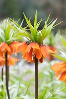 Fritillaria imperialis 'Sunrise' - Couronne impériale
