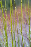 Tilia platyphyllos 'Aurea' - jeunes pousses de tilleul à tige dorée en hiver