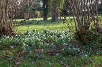 Le jardin Gibberd, Harlow. Vies de la pelouse evegreen avec perce-neige en fleurs, soleil d'hiver entouré d'arbustes à feuilles caduques