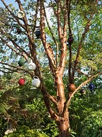 L'arbre à théière. Des théières sont suspendues dans l'Acer griseum, ajoutant une dynamique amusante au jardin.