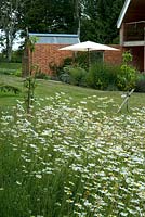 Swathe de Leucanthemum vulgare - Ox Eye Daisies - croissant au bord de la pelouse avec de jeunes arbres fruitiers et vue vers la maison et le patio - Open Gardens Day 2013, Middleton, Suffolk