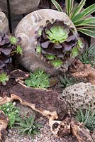 Collection de plantes succulentes dans l'urne et sur le parterre de galets, y compris Aeonium et Haworthia fasciata, nom commun Zebra Plant - RHS Chelsea Flower Show