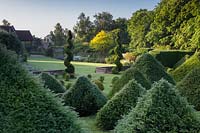 Spirales d'if et 'forêt pyramidale' - Taxus baccata au sommet de la pelouse au lever du soleil.