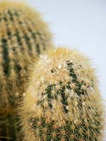 Cochenille farineuse sur cactus
