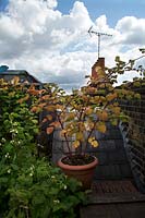 Rubus phoenicolasius - ineberry poussant dans un grand pot sur le toit-terrasse de Londres