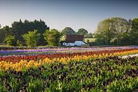 Howard Nurseries ouvre des champs d'iris barbus au sol en mai.