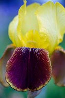 Iris 'Rajah' - Iris à grande barbe 'Rajah'