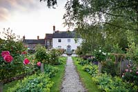 Vue sur le chemin de gravier flanqué de roses standard jusqu'à la maison dans le jardin privé Jnr de David Austin.
