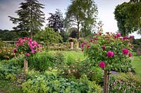 Rosa 'Princess Anne' arbuste standard rose, juin.