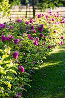 Rosa Wild Edric 'Aushedge', Rose, Arbuste, juin.