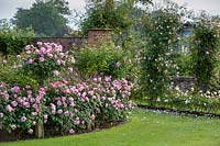 Rosa 'Olivia Rose Austin' - Standard, Rosa 'Olivia Rose Austin '. Arbuste Anglais à longue floraison Rose. Jardin privé de David Austin Jnr.