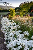 Rosa 'Kew Gardens', 'Ausfence '. David Austin Jnr