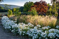 Rosa 'Kew Gardens', 'Ausfence '. David Austin Jnr. Garden