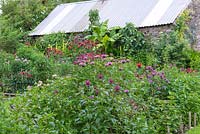 Affichez des parterres de fleurs pour une collection nationale de Monarda, tenue par Carole et Peter Whittaker dans les jardins de Glyn Bach.