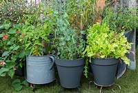 Pots plantés de légumes.