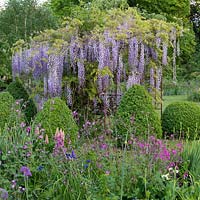 Une tonnelle métallique est revêtue de Wisteria floribunda, glycine japonaise, flanquée de boules et de cônes et compensée par une pelouse bordée de plates-bandes herbacées de forme libre.