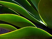 Agave attenuata avec feuilles rétro-éclairées
