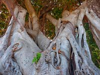 Ficus macrophylla Moreton Bay fig, banyan australien, parc public de Tenerife, Canaries, Espagne.