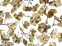 Squelettes de feuilles d'hortensia