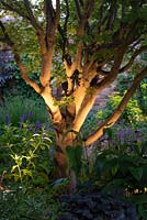 Un uplighter illumine le tronc d'un Acer palmatum mature.