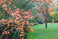 Tons d'automne sur un Acer palmatum, surplombant une pelouse dans le jardin de carrière à Dorothy Clive Garden, Willoughbridge, Staffordshire, Royaume-Uni