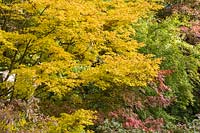 Tons d'automne dans le feuillage d'Acer dans le jardin de carrière à Dorothy Clive Garden, Willoughbridge, Staffordshire, Royaume-Uni