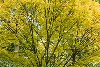 Acer palmatum fait partie de la canopée des bois dans le jardin de carrière à Dorothy Clive Garden, Willoughbridge, Staffordshire, Royaume-Uni