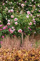 Rose standard Rosa 'Wildeve' sous-plantée de 'Marmelade' Heuchera dans The David Austin Rose Gardens - The Lion Garden