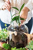 Planter un terrarium. Étape 8 - plantation d'une calathée feuillue.
