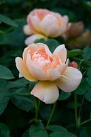 Rosa 'The Lark Ascending', un arbuste rose anglais élevé par David Austin, juin.