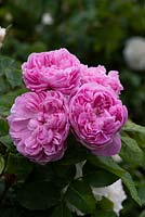 Rosa 'Jacques Cartier', une rose à l'ancienne de 1868, a un œil de bouton au milieu de pétales à volants roses. Très parfumé, floraison à partir de juin.