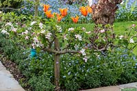 Malus domestica 'Falstaff' - Pomme - en fleur, dressée le long d'un cordon enjambeur, coin d'un parterre de fleurs avec Myosotis - Oubliez-moi pas - et Tulipa 'Ballerine' - Tulipe