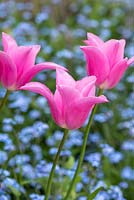 Tulipa 'China Pink' - Tulipe - plantée parmi Myosotis - Oubliez-moi