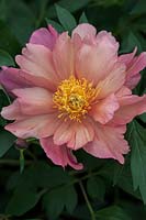 Paeonia 'Chanter sous la pluie' - Intersectional Itoh Hybrid