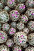 Mammillaria bombycina - Cactus en pelote de soie