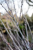 Salix irrorate - Saule à tige bleue - tiges nues