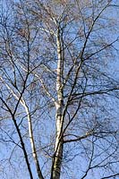 Betula utilis var. jacquemontii - Bouleau de l'Himalaya - branches nues et tronc contre un ciel bleu