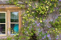 Rosa 'Banksia' et Solanum crispum la vigne de pomme de terre chilienne qui grandit dans la maison.