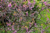 Cercis siliquastrum - Branches torsadées d'un arbre de Judas en fleur.