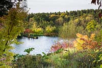 Vue sur le lac encadrée par un mélange d'arbustes et de vivaces, notamment Acer, Cornus - Cornouiller, Gunnera et graminées ornementales