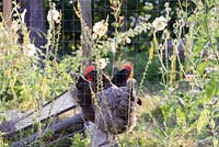 Poules vues à travers une clôture grillagée, entourées d'Alcea rosea - Rose trémière