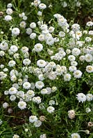 Chamaemelum nobile 'Flore Pleno' - Camomille