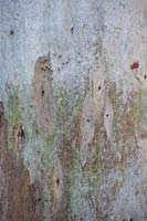 Eucalyptus Camaldulensis 'Gomme de la rivière Rouge'