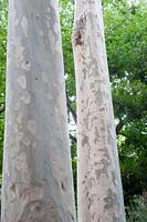 Eucalyptus maculata, gomme tachetée