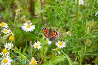 Aglais urticae - Petit papillon écaille de tortue - sur Cirsium arvense - Chardon rampant
