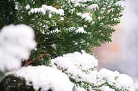 Branche de Thuja occidentalis sous la neige
