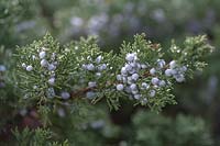 Juniperus polycarpos 'Sabina' - Branche de genévrier à feuilles persistantes avec des baies sous la neige.